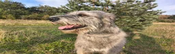 Irish Wolfhound dogs for stud: Irish Wolfhound Male Available at Stud in Worksop - Advert 4