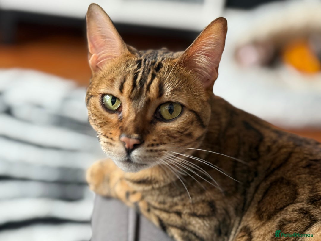 Bengal cats for sale: Beautiful female bengal needs loving new home  - Image 3