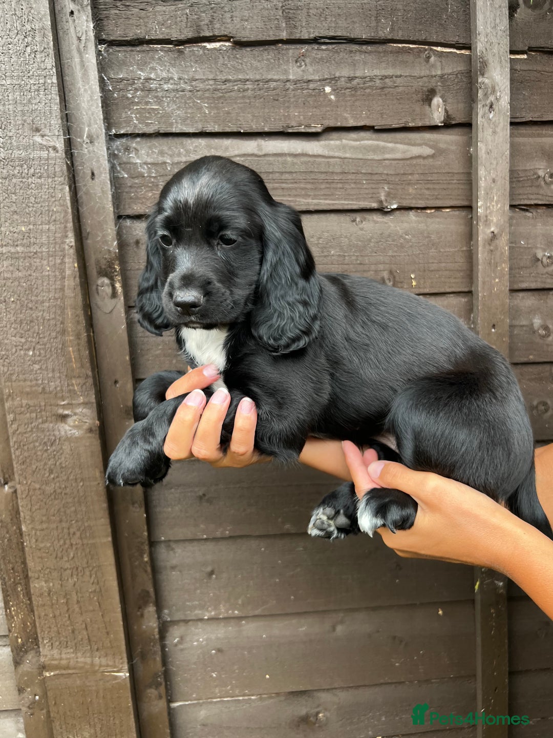 Cocker Spaniel dogs for sale: Cocker spaniel female puppies  - Image 5