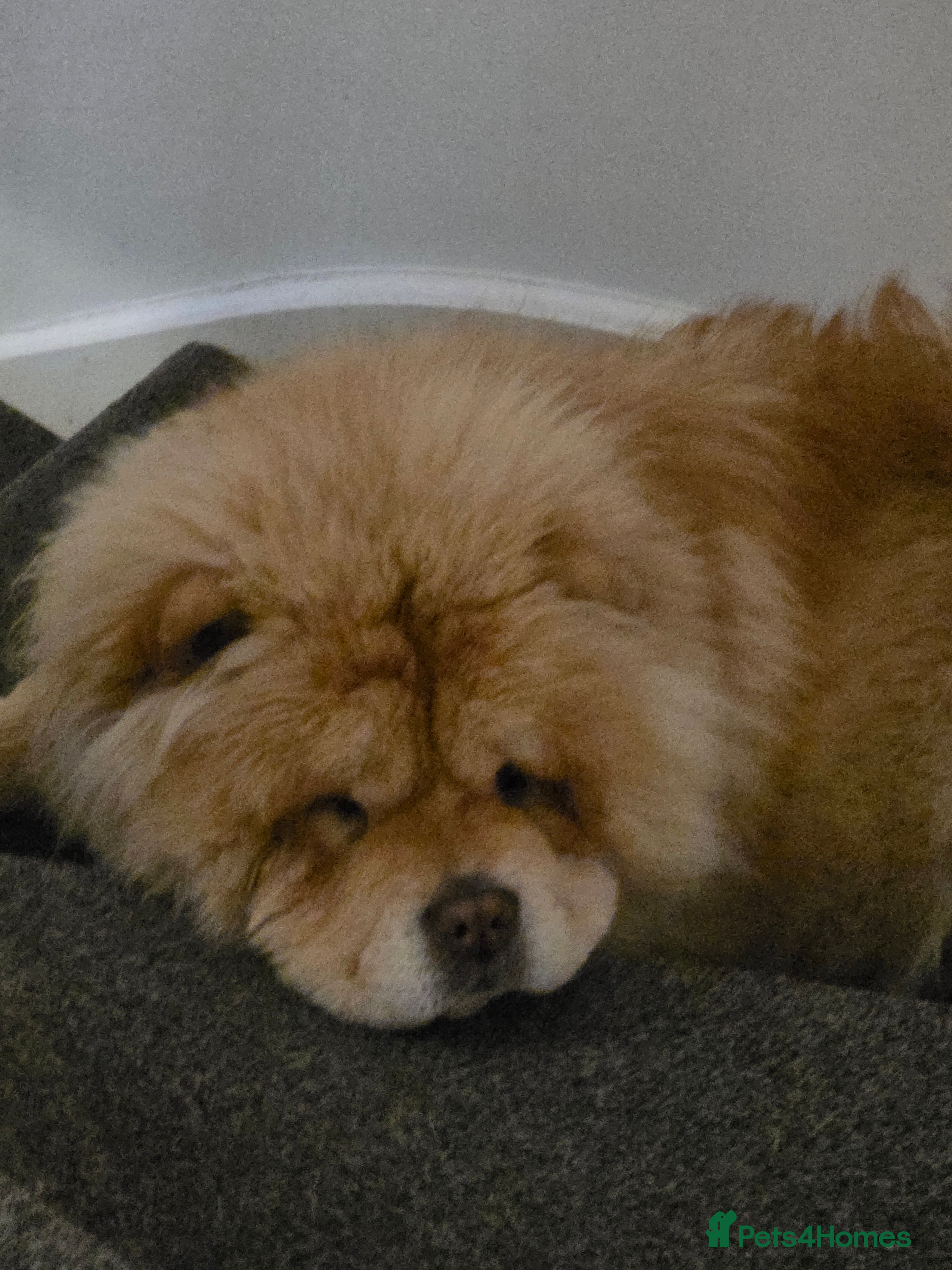 Chow Chow dogs Chow chow  - Advert 1