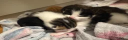 Domestic Shorthair cats for sale: Kittens for sale  - Advert 33