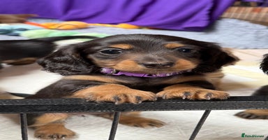 Miniature Dachshund dogs - Advert 3