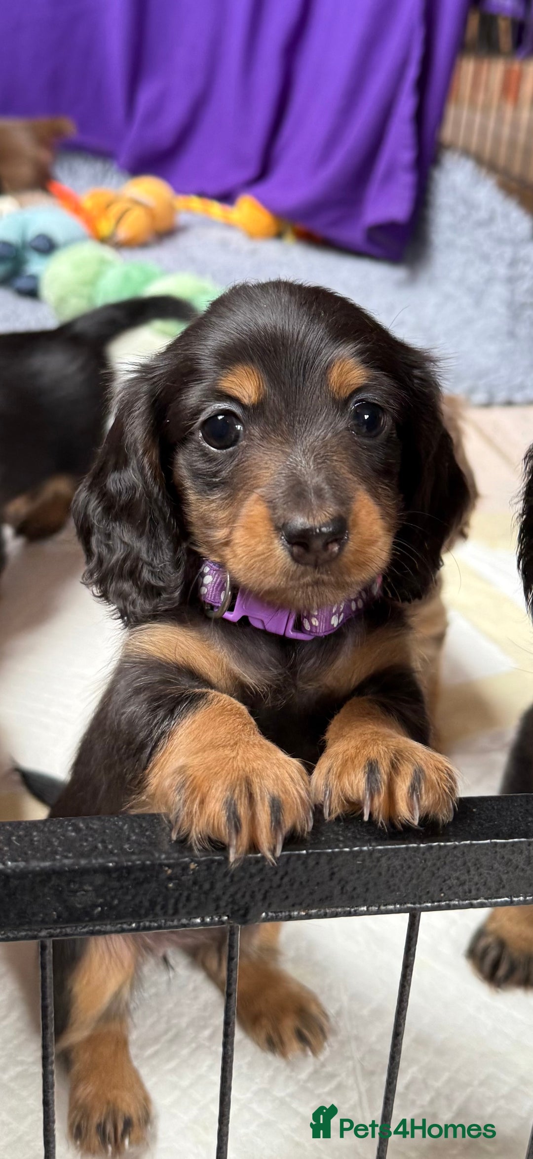 Miniature Dachshund dogs for sale: Pedigree Miniature Long hair Dachshund - Image 4