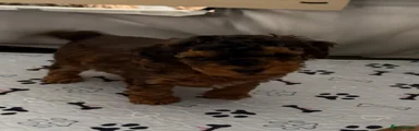 Cockapoo 2