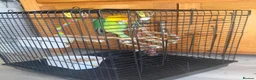 Lovebirds birds for sale: Lovely Lovebird For Sale in Banbury - Advert 2