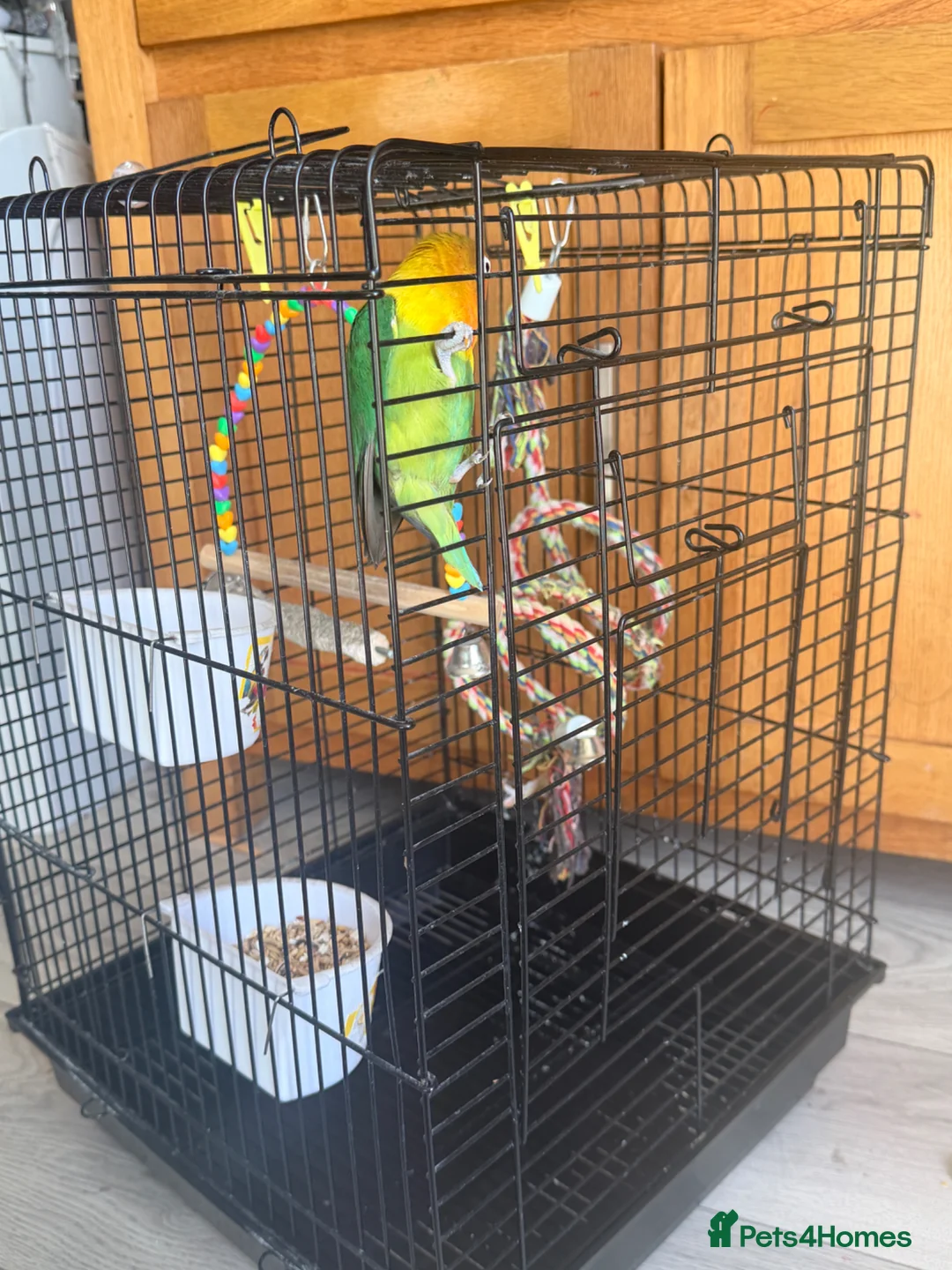 Lovebirds birds for sale: Lovely Lovebird For Sale in Banbury - Advert 2