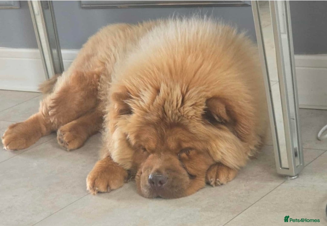 Chow Chow dogs for sale: 1 yr (almost) Female chow - Trained - Image 5