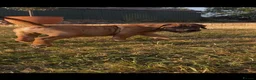 Boerboel dogs for sale: Dee Bradbury - Advert 11