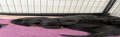 German Shepherd 8