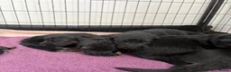 German Shepherd dogs for sale: Gorgeous German shepherd puppies  - Advert 22
