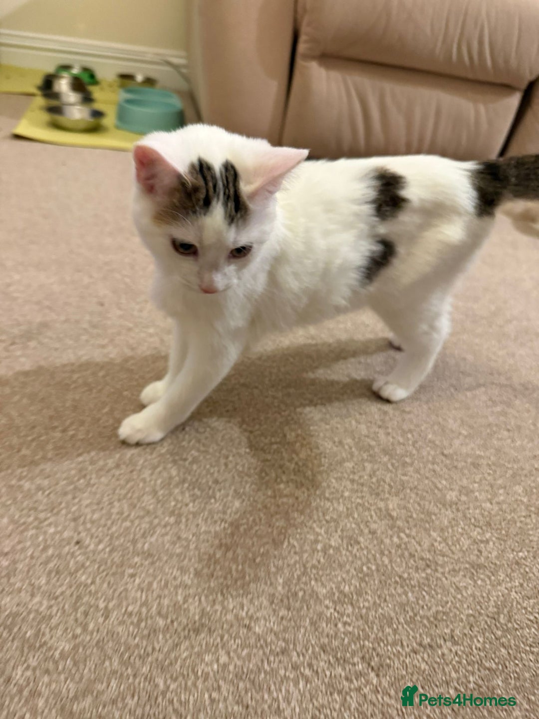 Domestic Shorthair cats for sale: Friendly Young Female Cat - Advert 6