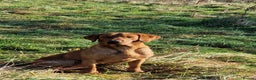 Labrador Retriever dogs for stud: Stunning Fox Red Labrador at stud  in Gloucester - Advert 12
