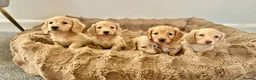 Miniature Dachshund dogs for sale: Adorable cream mini long haired dachshund puppies in Bridgend - Advert 3