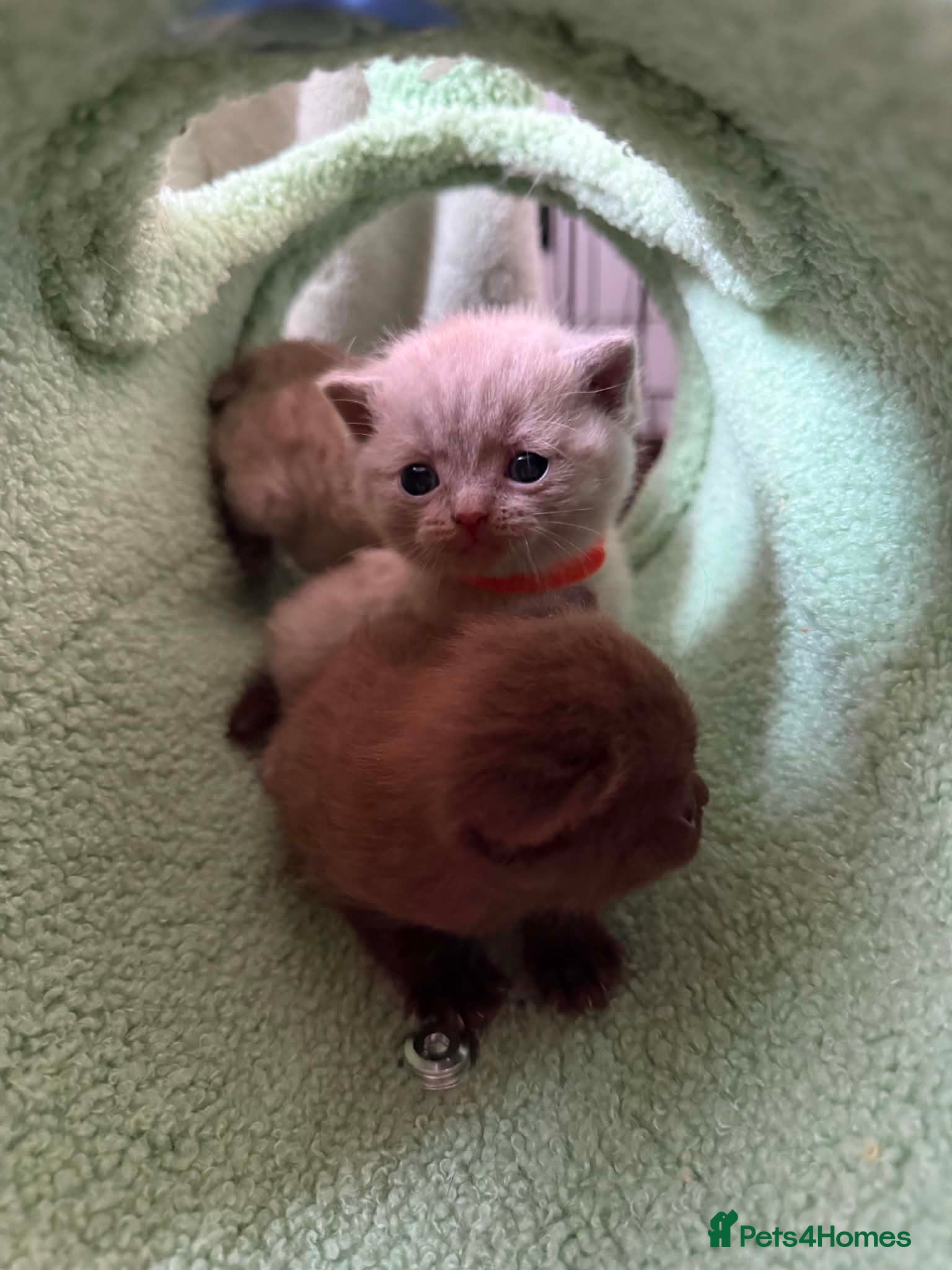 Scottish Fold cats Stunning Scottish fold/straight kittens😻 - Advert 1