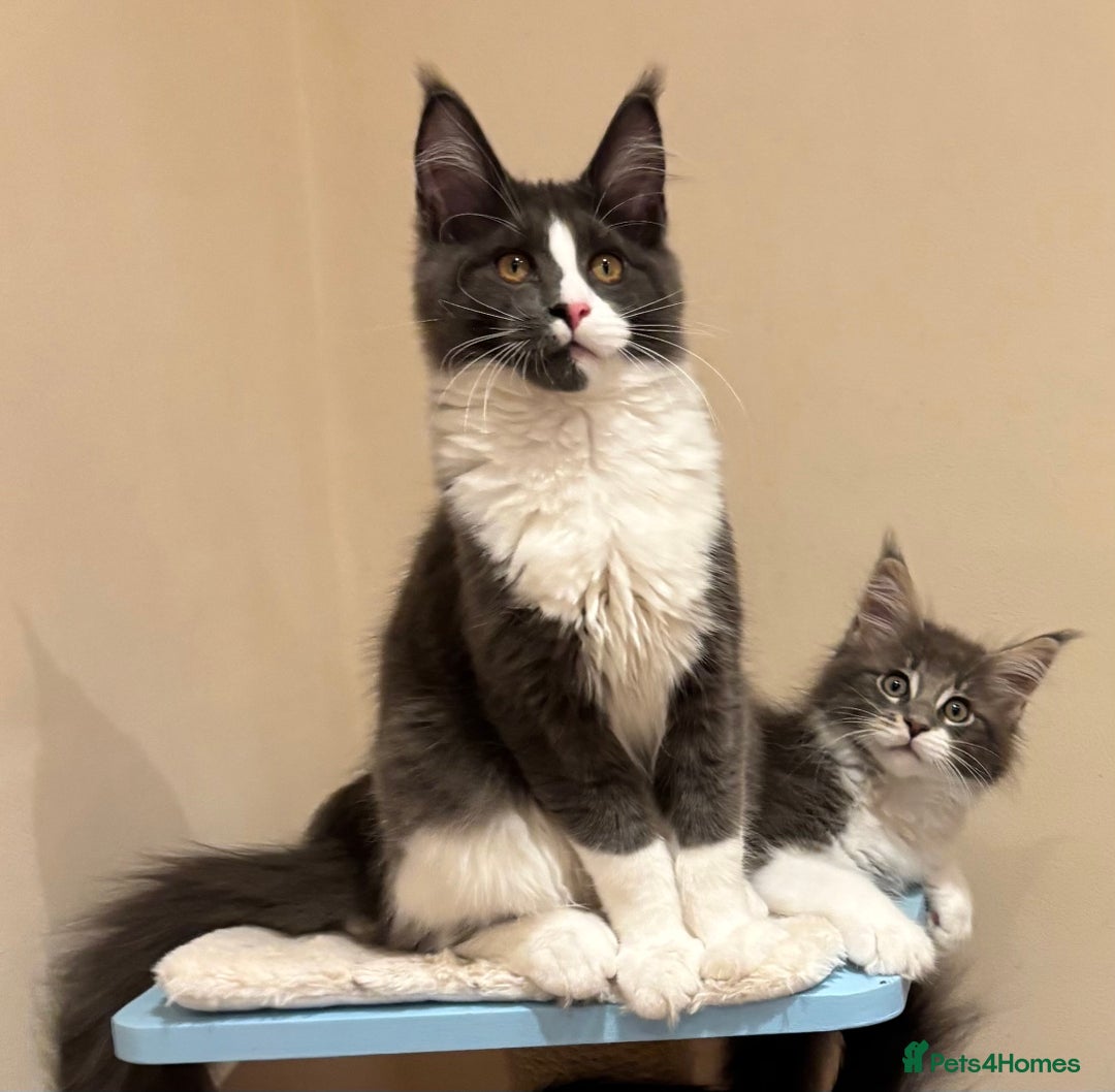 Maine Coon cats for sale: Ready Now - Beautiful Maine Coon Kittens in Nantwich - Image 1