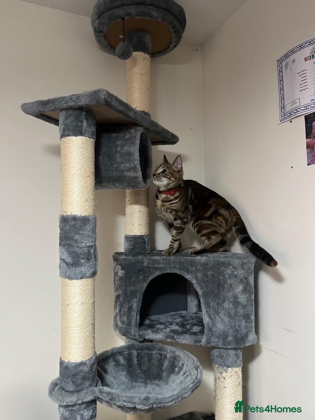 Domestic Shorthair cats for sale: British Domesticated Short Hair Tabby Cat - Image 2