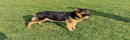 German Shepherd dogs for sale: 3 stunning chunky straight back boys in Droitwich - Advert 11