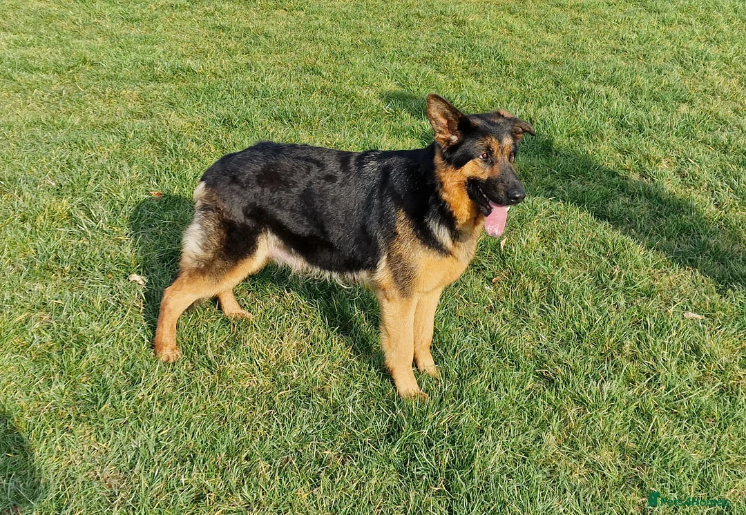 German Shepherd dogs for sale: 3 stunning chunky straight back boys in Droitwich - Advert 11