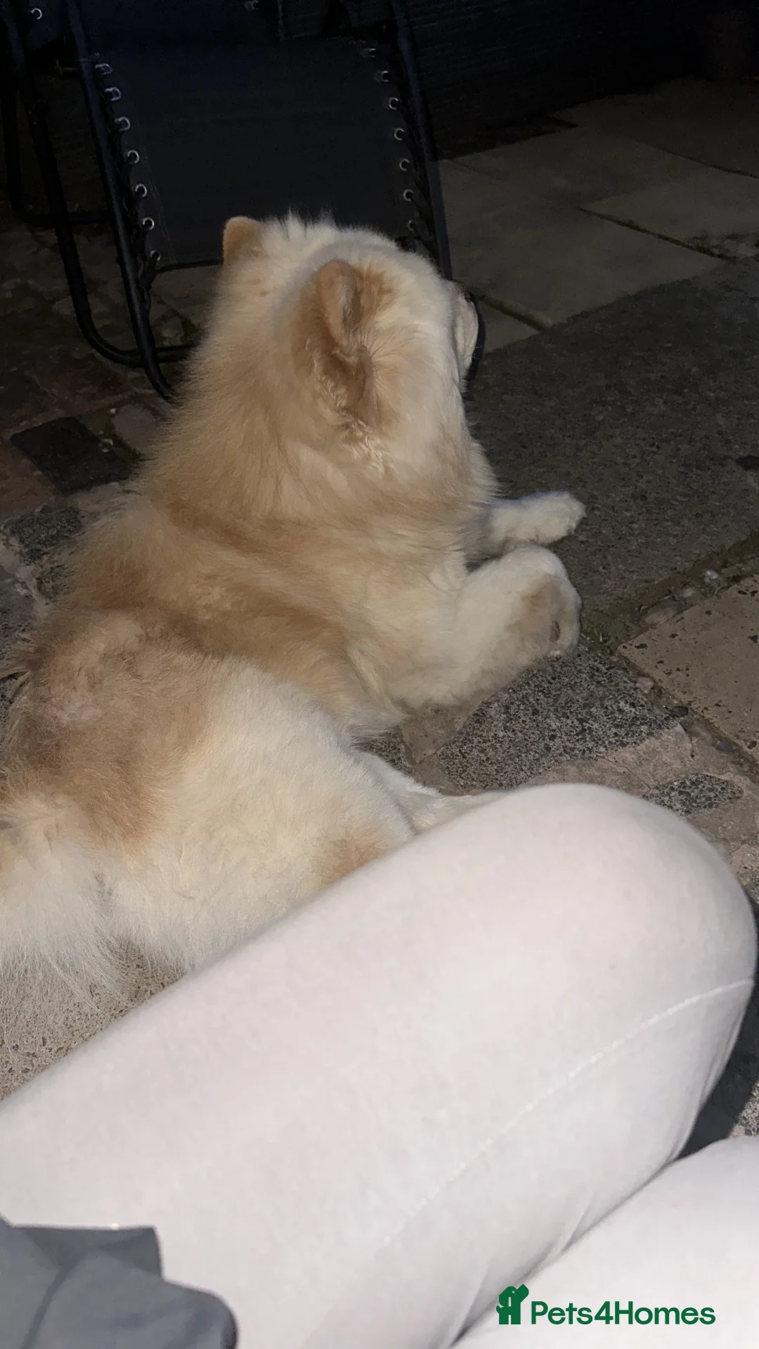 Chow Chow dogs for sale: Male chow chow  in Birmingham - Advert 2