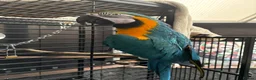 Macaws birds for sale: Blue and gold macaw for sale  - Advert 1