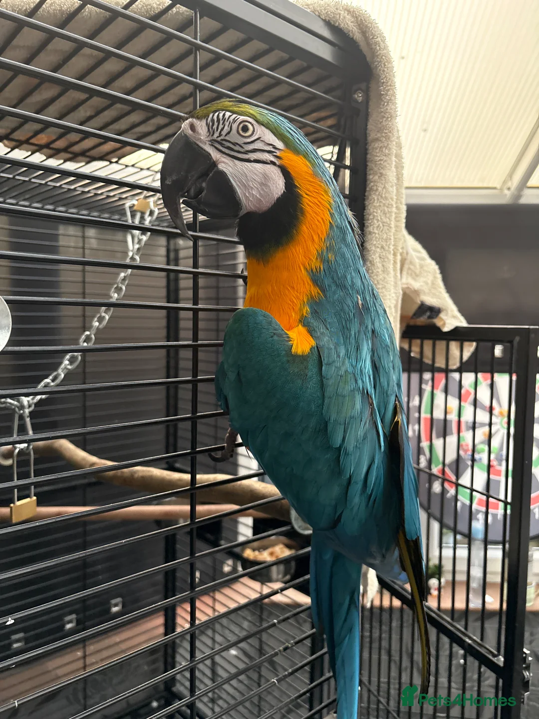 Macaws birds for sale: Blue and gold macaw for sale  - Advert 1