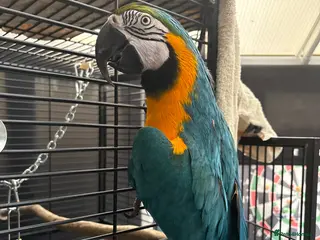 Macaws birds Blue and gold macaw for sale - Advert 1
