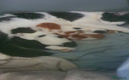 Persian cats for sale: PERSIAN CROSS KITTEN BABIES - Image 6