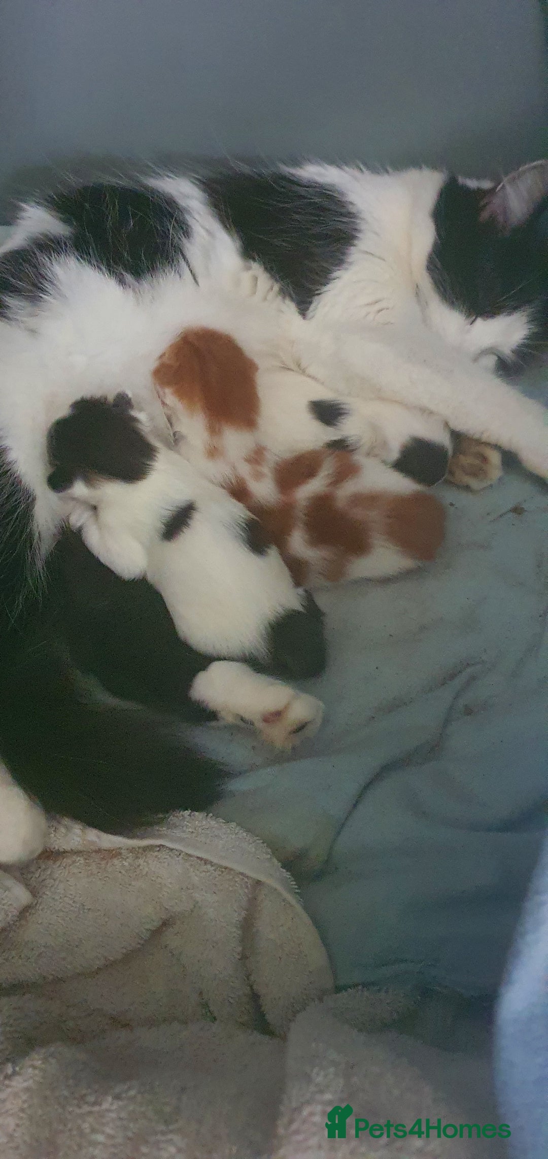 Persian cats for sale: PERSIAN CROSS KITTEN BABIES - Image 6