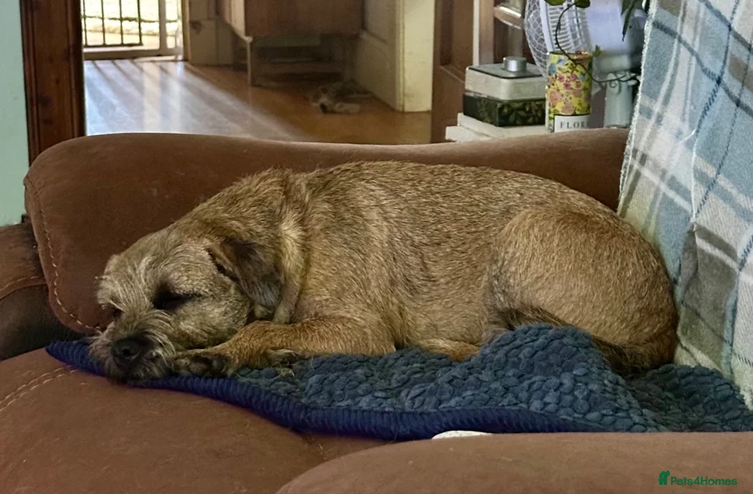 Border Terrier dogs for sale: Little Stunning Boy and Girl - Advert 5
