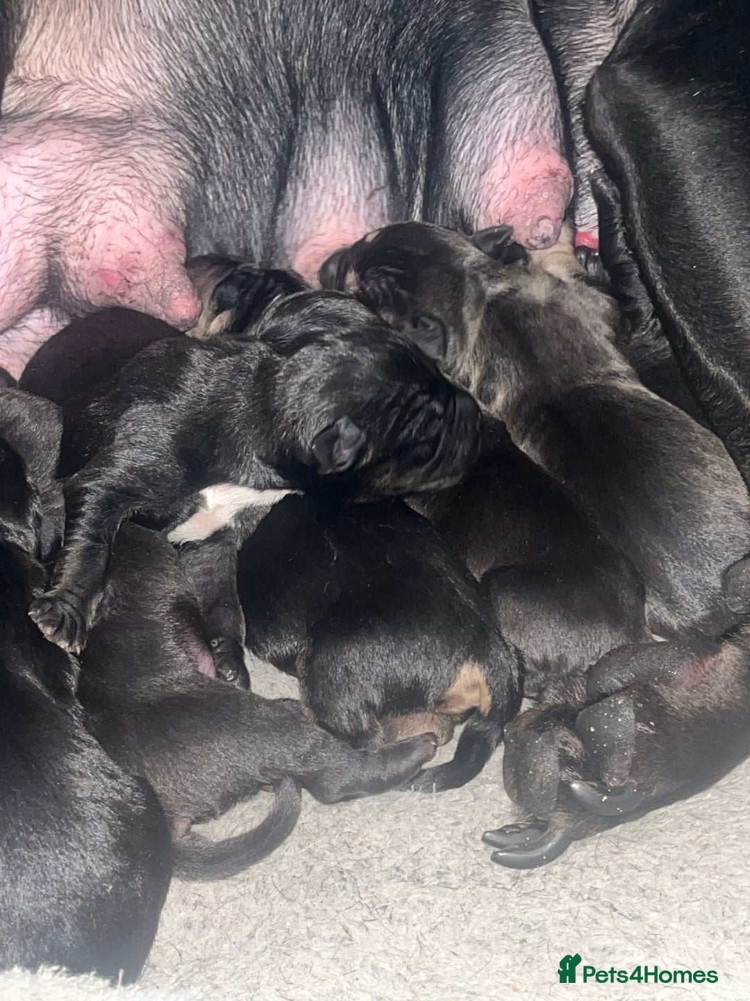 Mixed Breed dogs for sale: Cane corso X Staffordshire terrier puppies 🔥🩸 - Advert 2