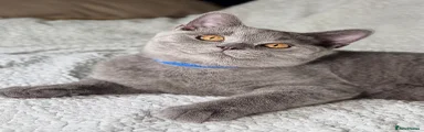Blue Kitten 
