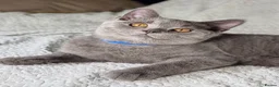 British Shorthair cats for sale: 🐾 Stunning British Shorthairs kittens (Ready Now) - Advert 29