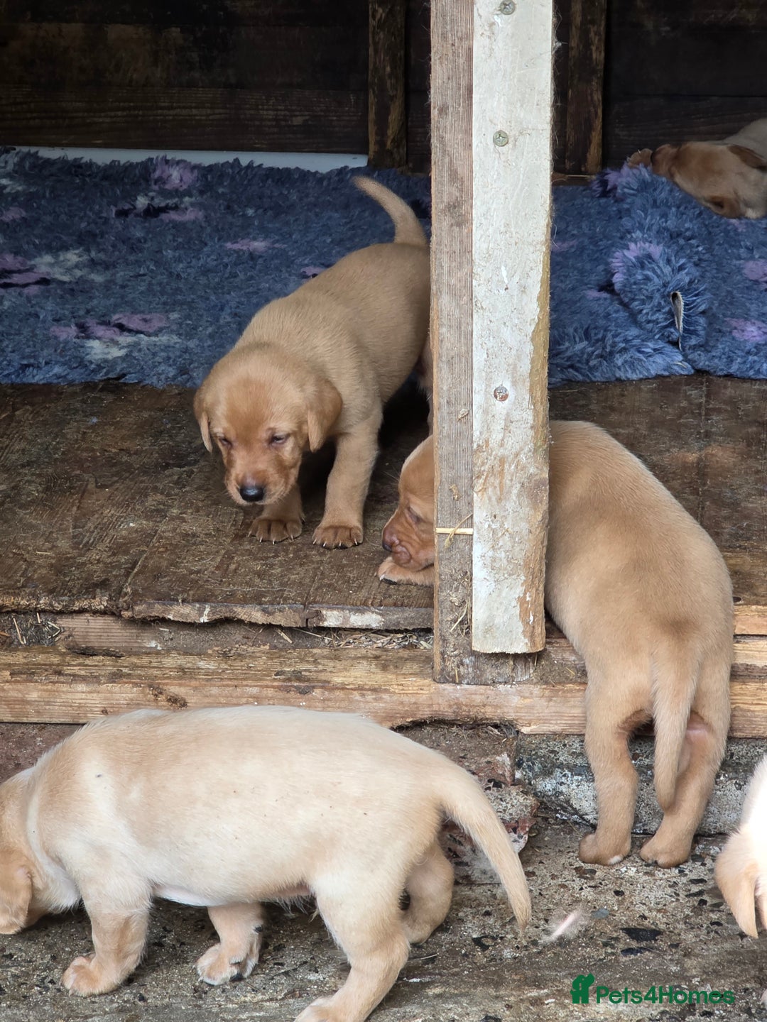 Labrador Retriever dogs for sale: Kc reg  yellow lab puppies 🐶  - Image 8