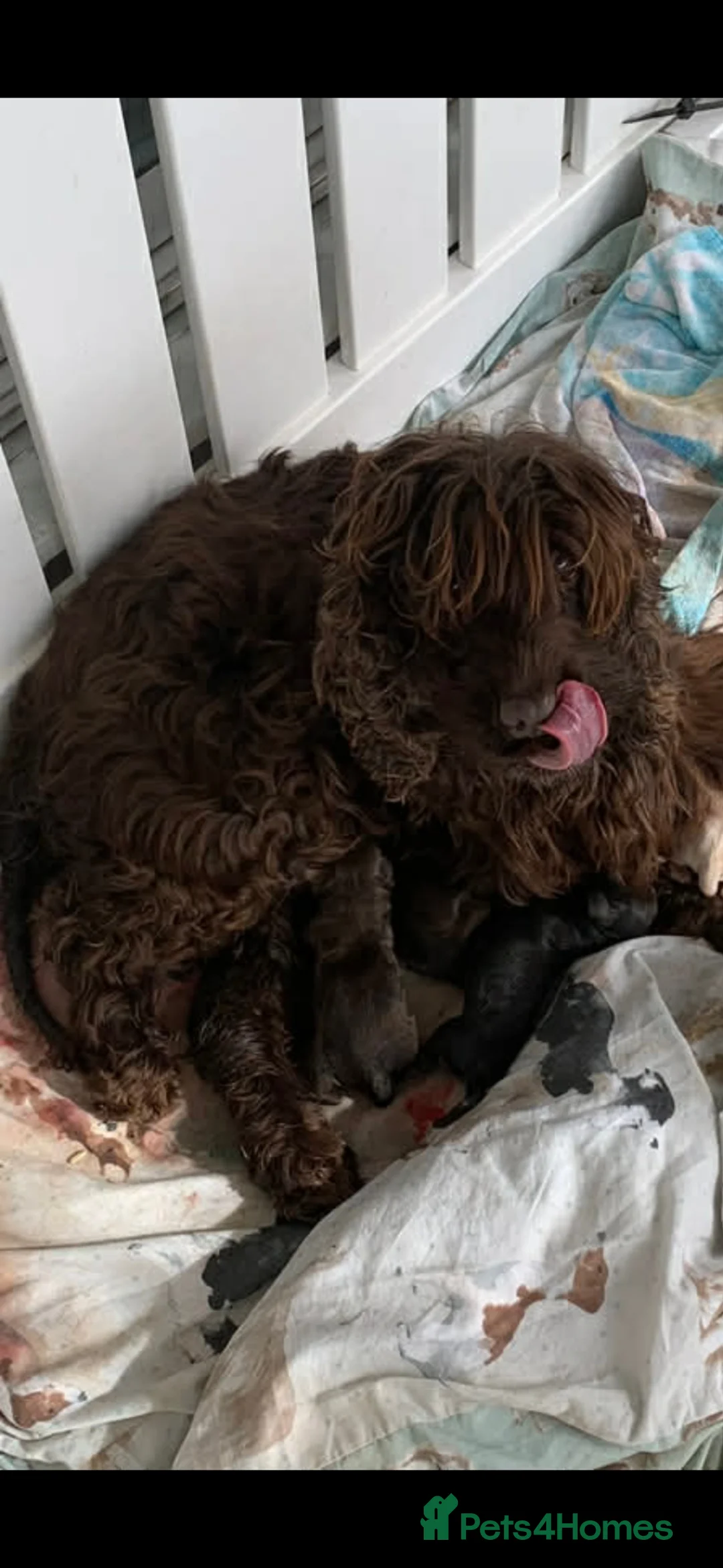 Cockapoo dogs for sale: F1 cockerpoo puppies - Advert 15