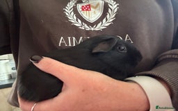 Guinea Pig rodents for sale: Peruvian and short haired sows for sale  - Image 5