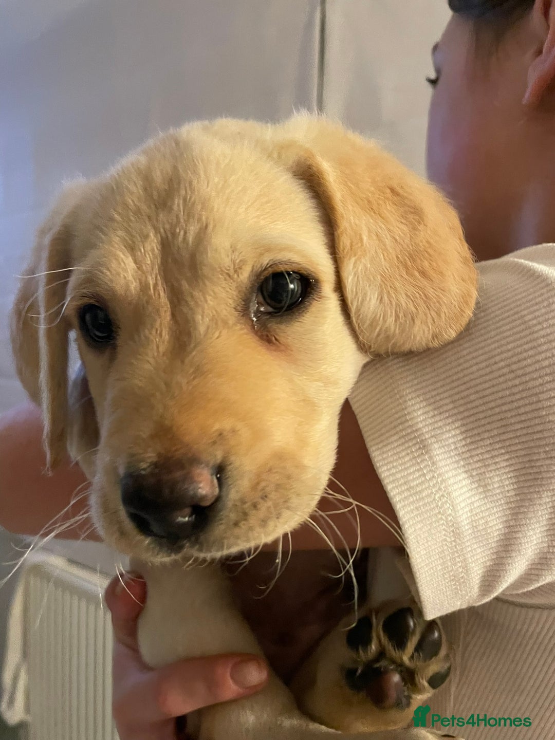 Labrador Retriever dogs for sale: Gorgeous chucky Labradors  - Image 6