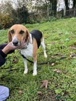 Mixed Breed dogs Lucy – Beagle cross – 2 years - the Gentle Mama - Advert 12