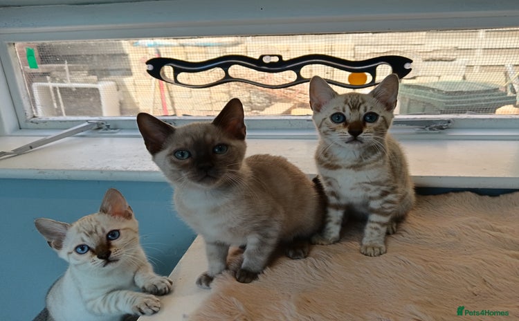 Bengal cats - Advert 4