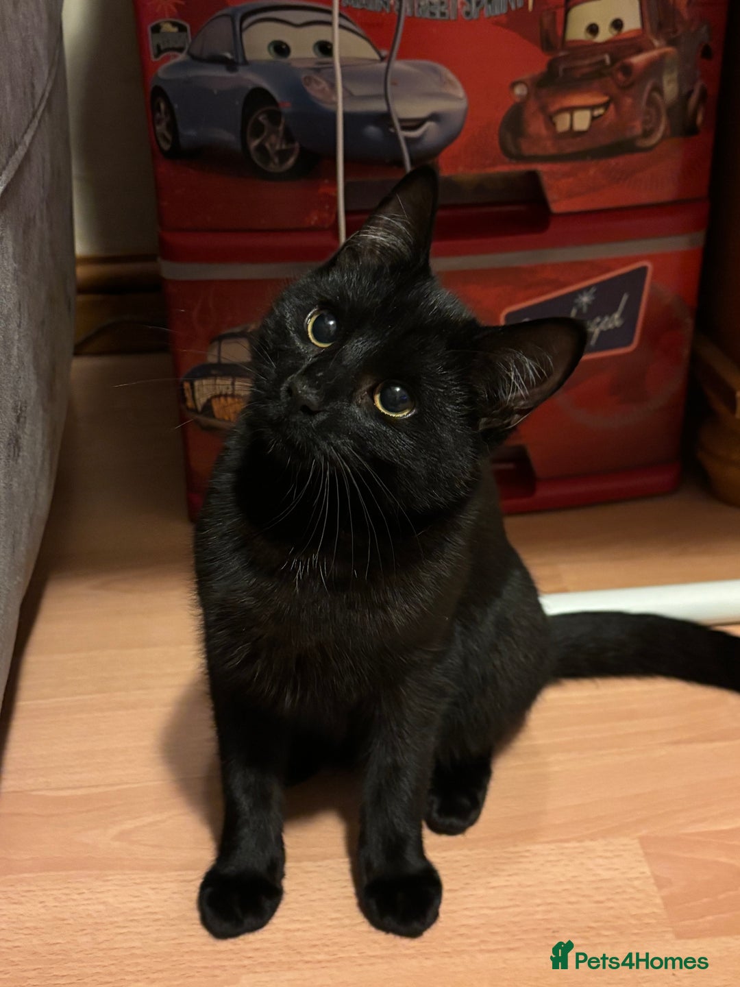 Domestic Shorthair cats for sale: 2 male Domestic Shorthair kittens  - Advert 7