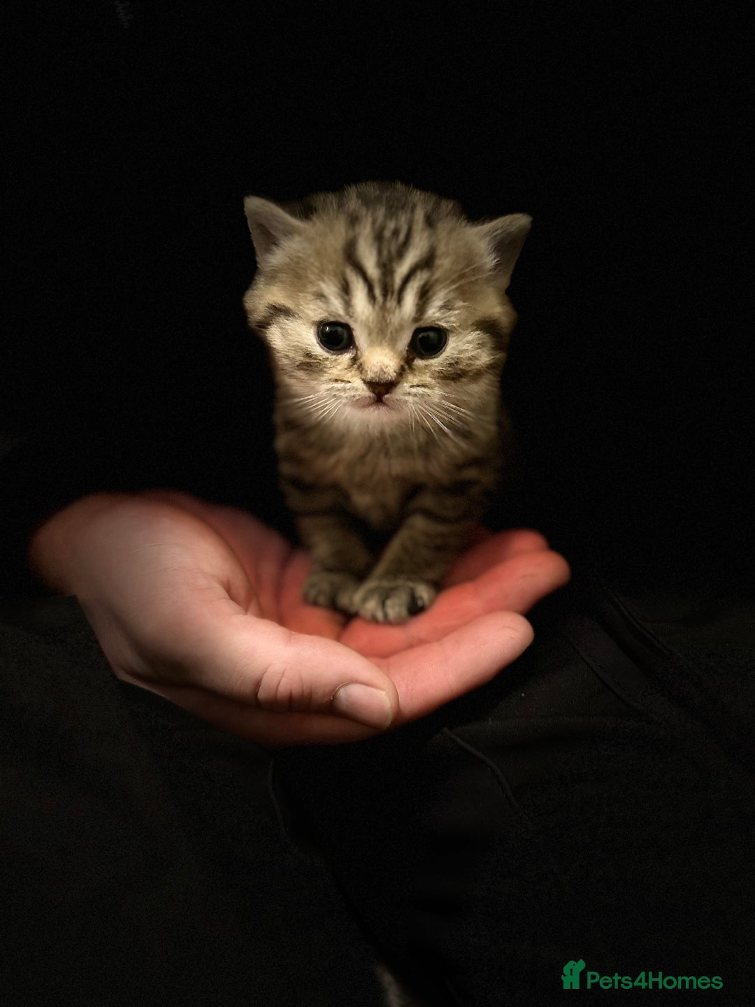 British Shorthair cats for sale: Tabby BritishShorthair male ready for reservation  - Advert 3