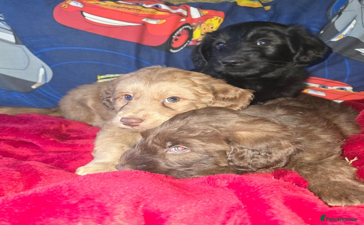 Cockapoo dogs Cockapoo puppies  - Advert 1