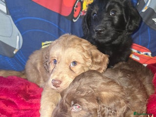 Cockapoo dogs Cockapoo puppies - Advert 2