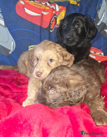 Cockapoo dogs Cockapoo puppies - Advert 1