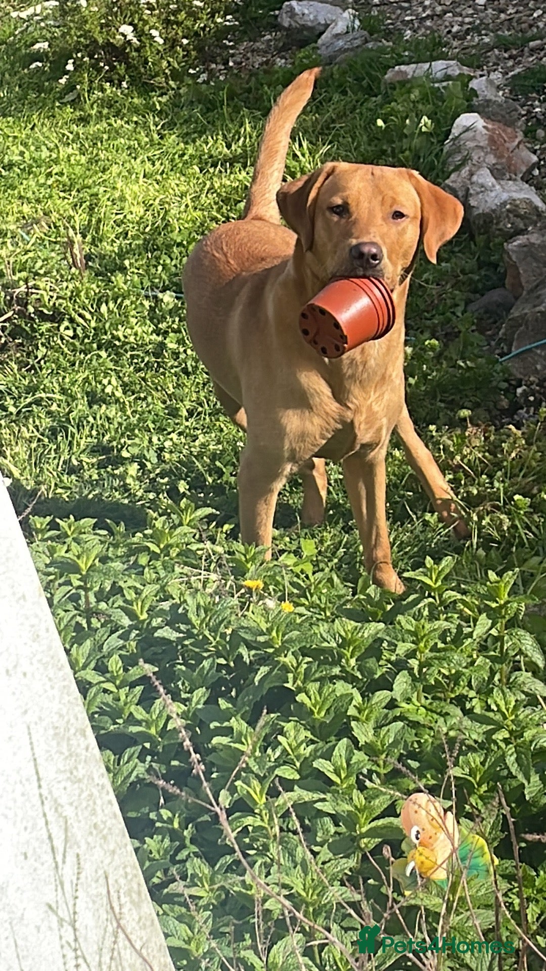 Labrador Retriever dogs for stud: Fox red lab for stud - proven - Advert 13