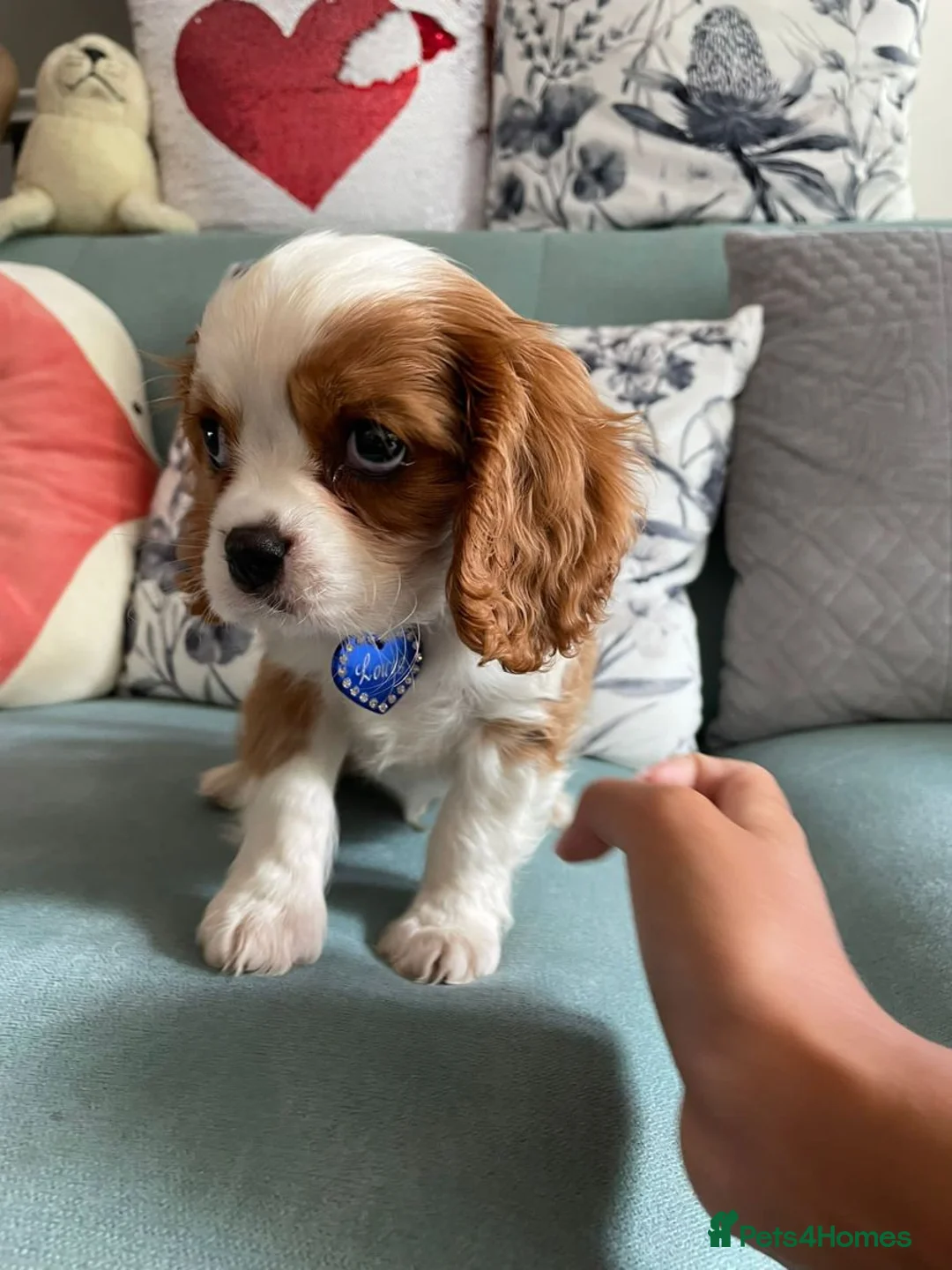 Cavalier King Charles Spaniel dogs for sale: Cavalier puppies for sale in Watford - Advert 3