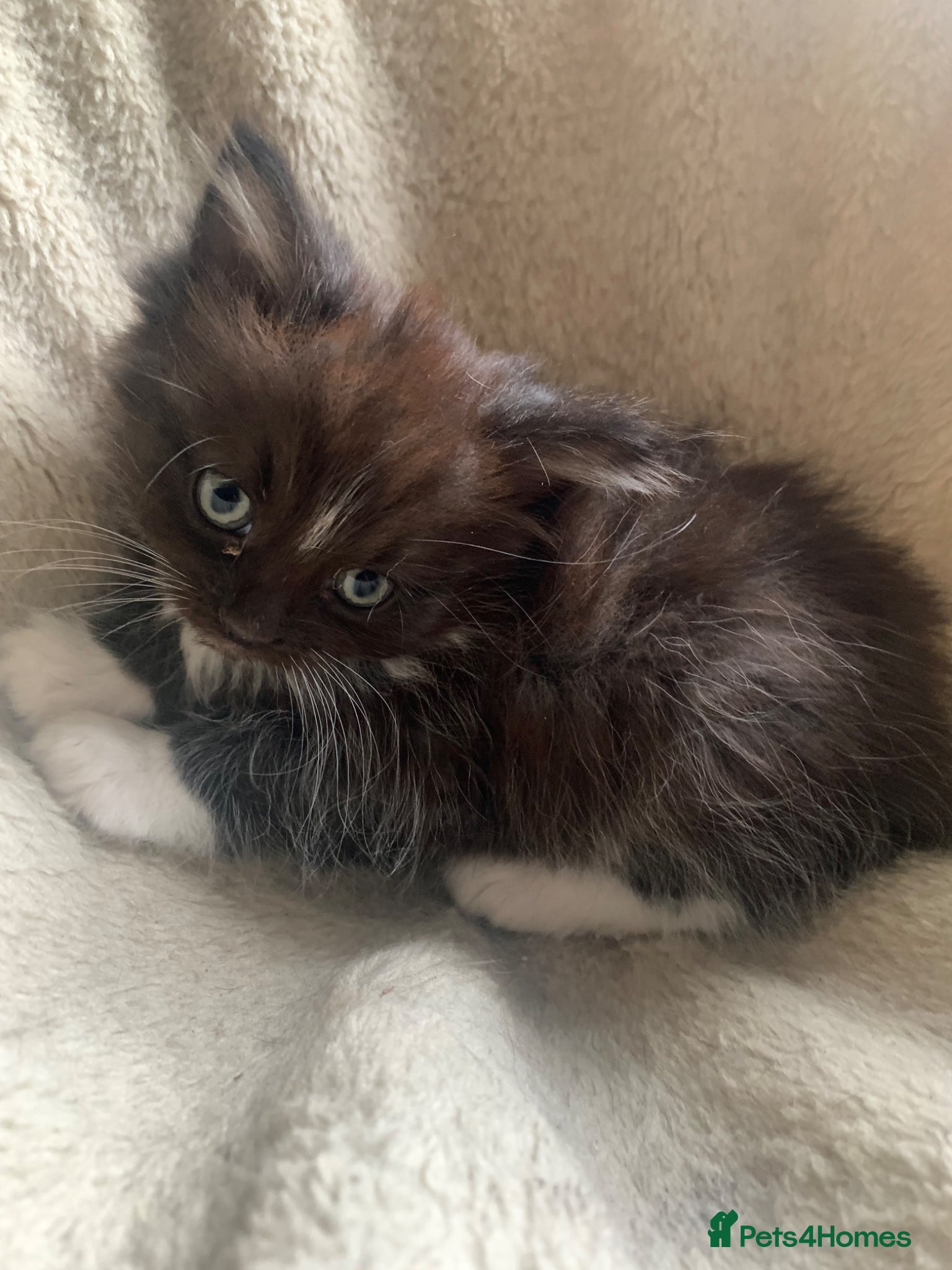 Mixed Breed cats Two Kittens For Sale - Advert 1