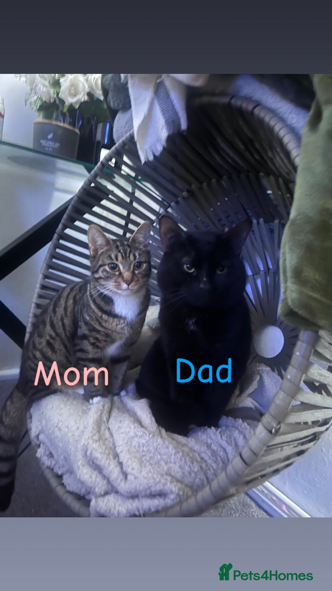 Domestic Shorthair cats Kittens willenhall - Advert 1