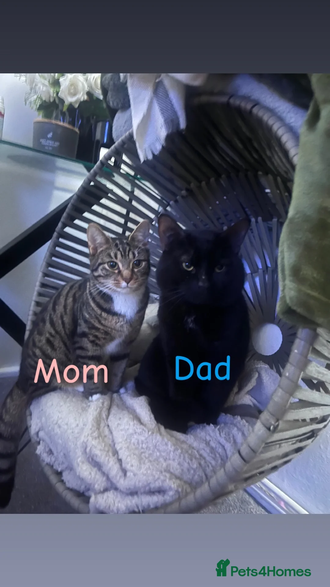 Domestic Shorthair cats for sale: Kittens willenhall in Willenhall - Advert 1
