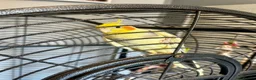 Cockatiels birds for sale: FRIENDLY TAME COCKATIEL in Doncaster - Advert 1
