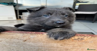 German Shepherd dogs - Advert 3